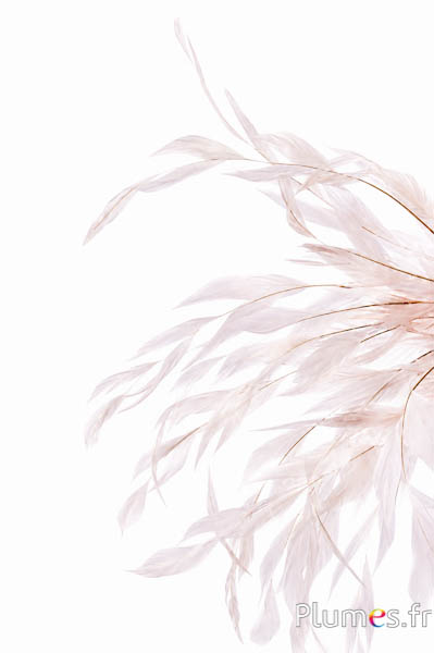 Gallo Spiga - 25-30 cm - bianco